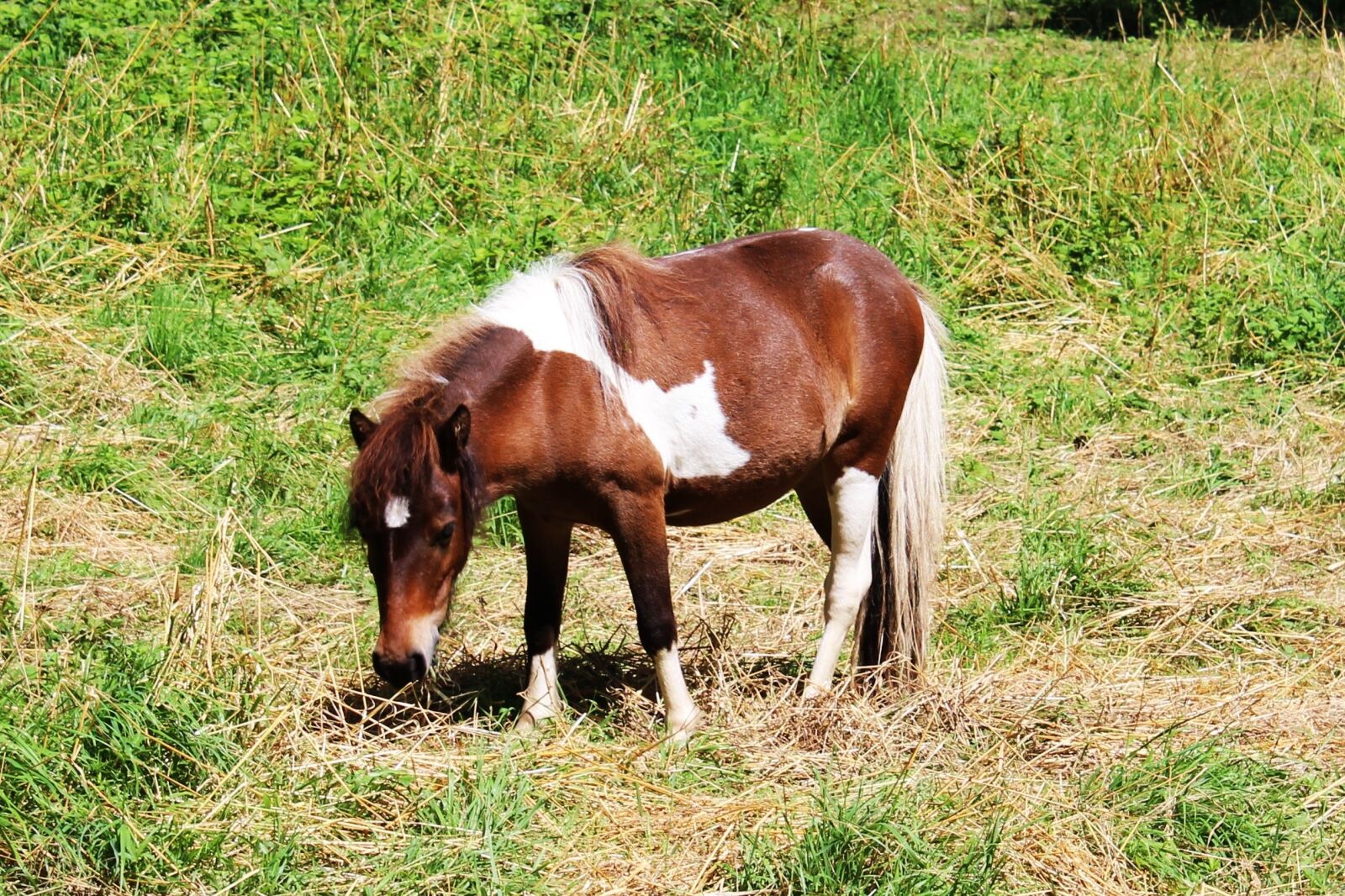 Canon EOS 1200D (EOS Rebel T5 / EOS Kiss X70 / EOS Hi) sample photo. Pony, feed, eat photography