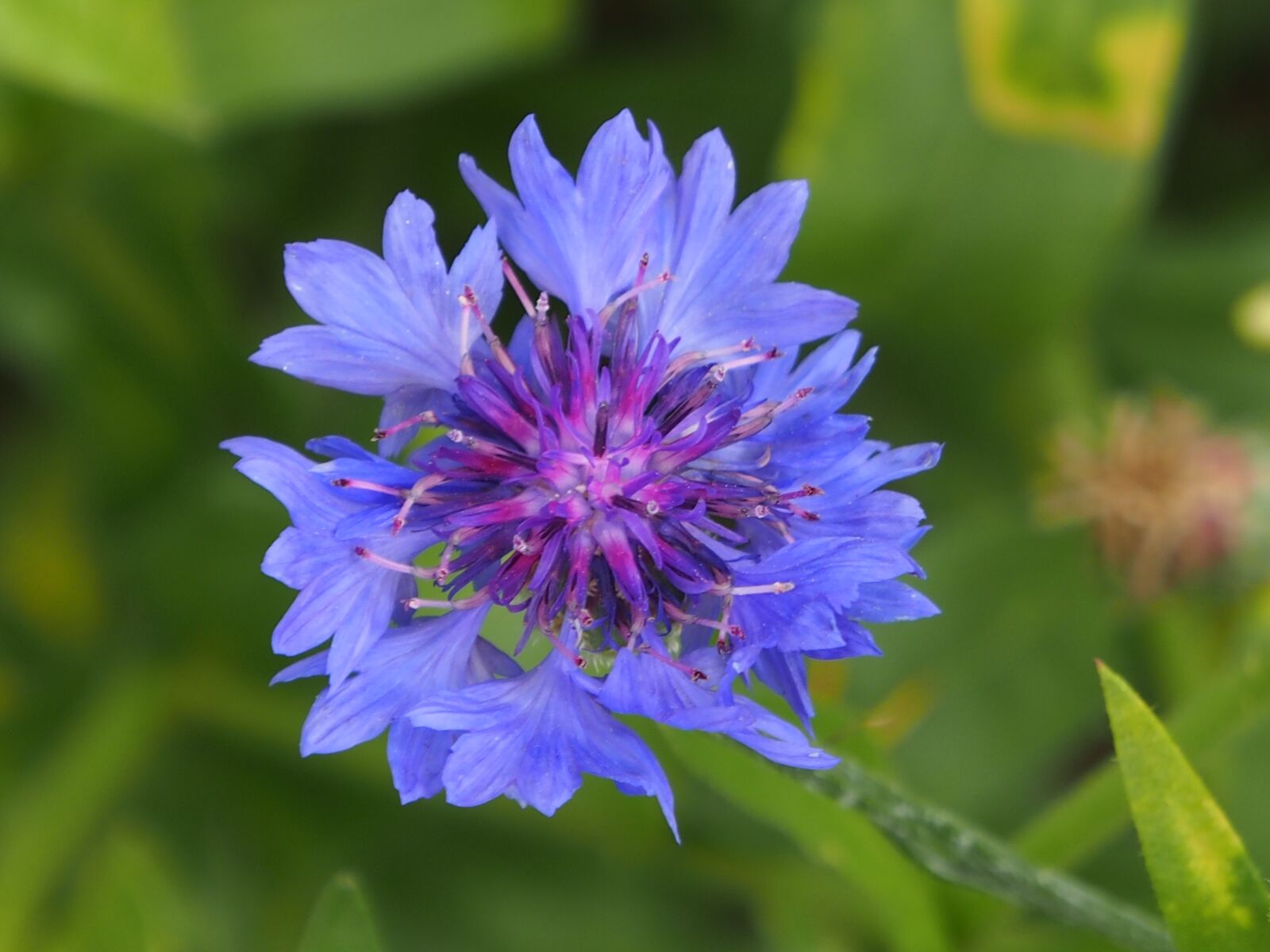 Olympus OM-D E-M5 sample photo. Nature, flower, summer photography