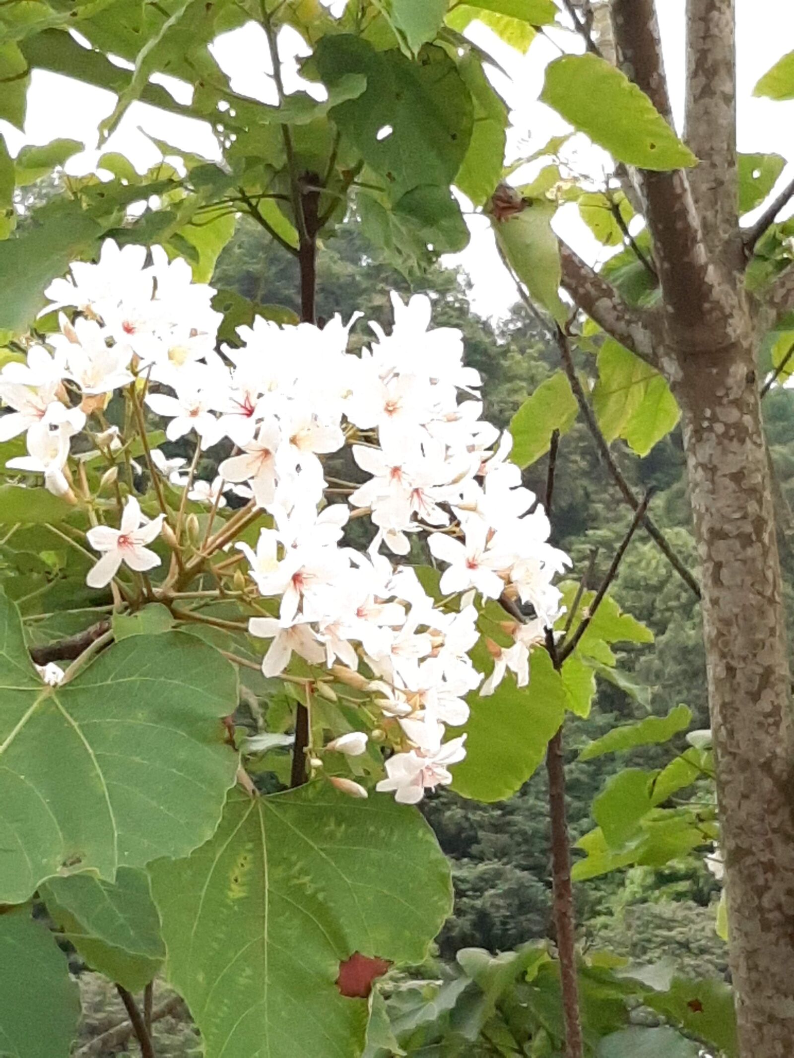 Samsung Galaxy A50 sample photo. Flower, valley, mountain photography