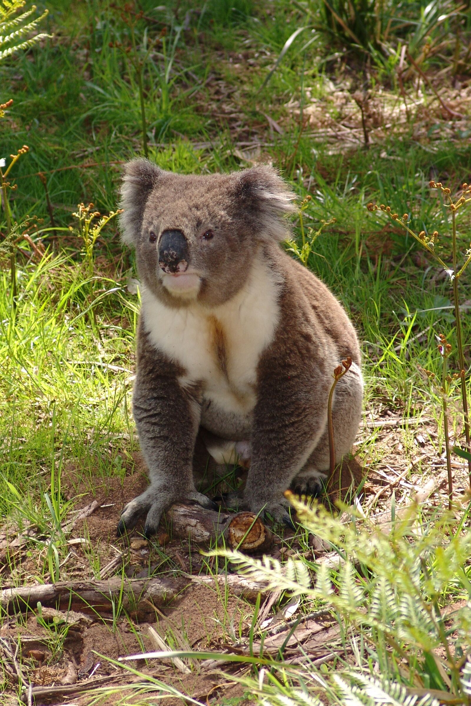 Sony DSC-F828 sample photo. Koala, australia, animal photography