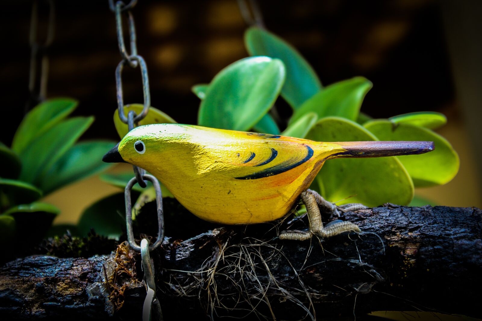 Canon EOS 600D (Rebel EOS T3i / EOS Kiss X5) sample photo. Paige, birdie, bird photography