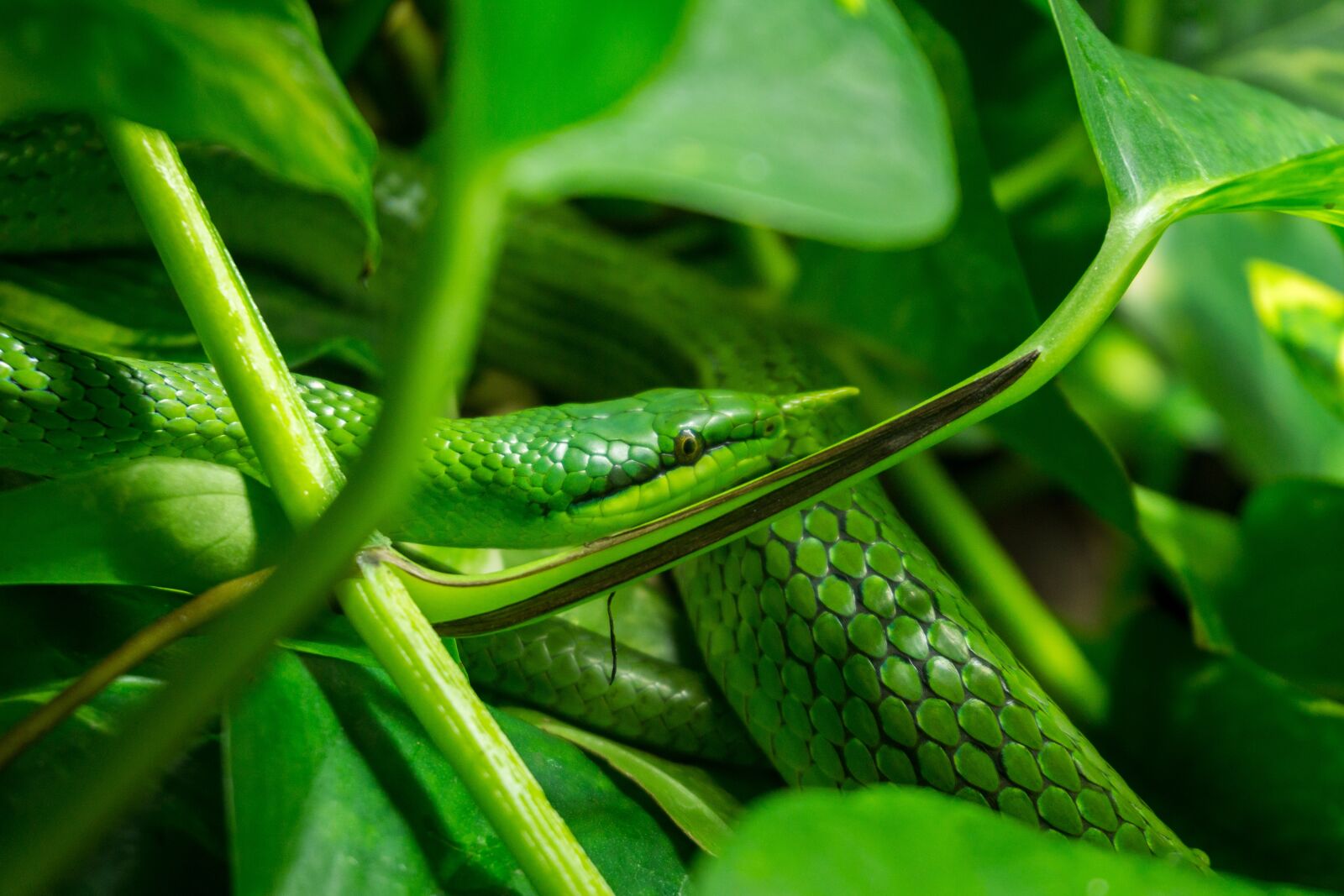 Sony a6000 sample photo. Snake, leaves, green photography