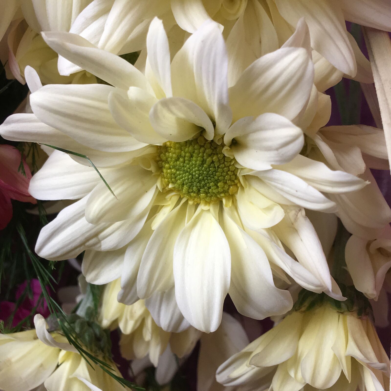 Apple iPhone 6s Plus sample photo. White flower, stamens, flower photography