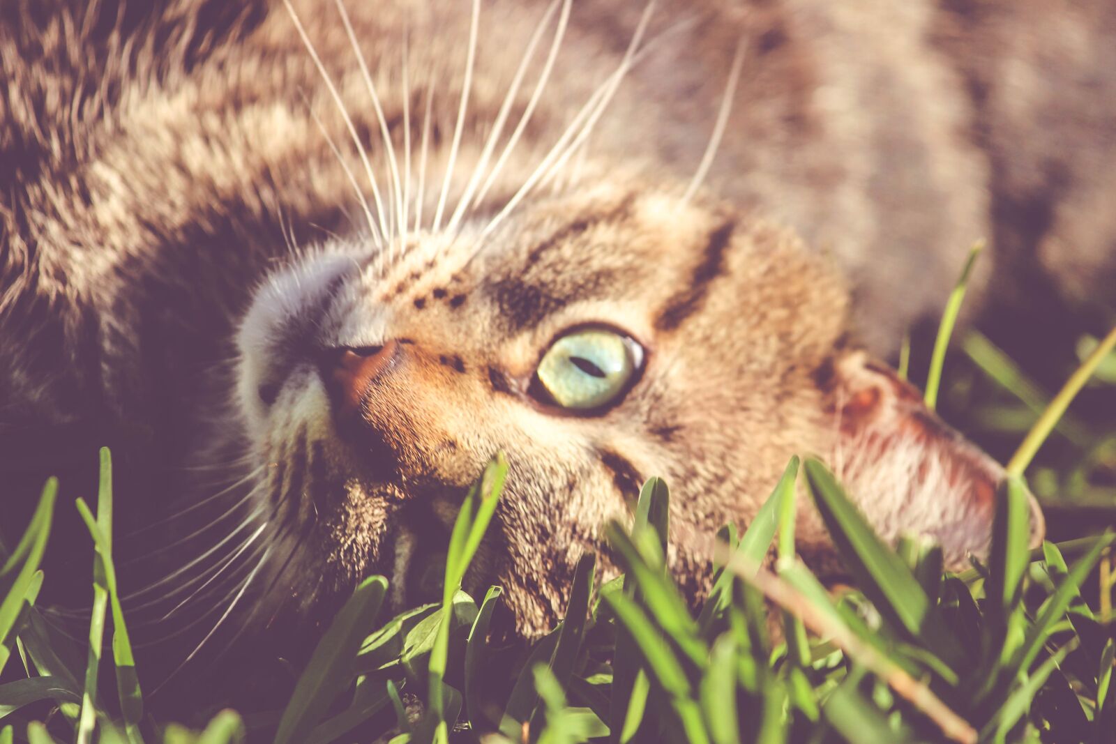 Canon EOS 600D (Rebel EOS T3i / EOS Kiss X5) sample photo. Cat, kitten, animal photography