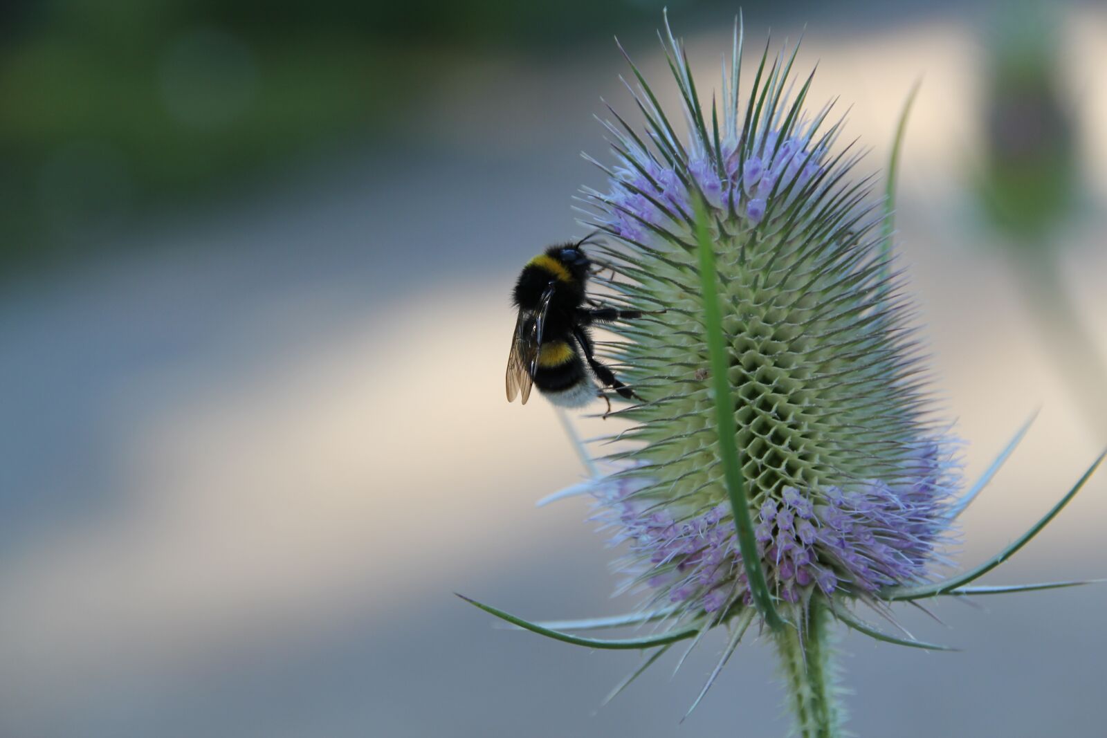 Canon EOS 550D (EOS Rebel T2i / EOS Kiss X4) sample photo. Insect, nature, hummel photography
