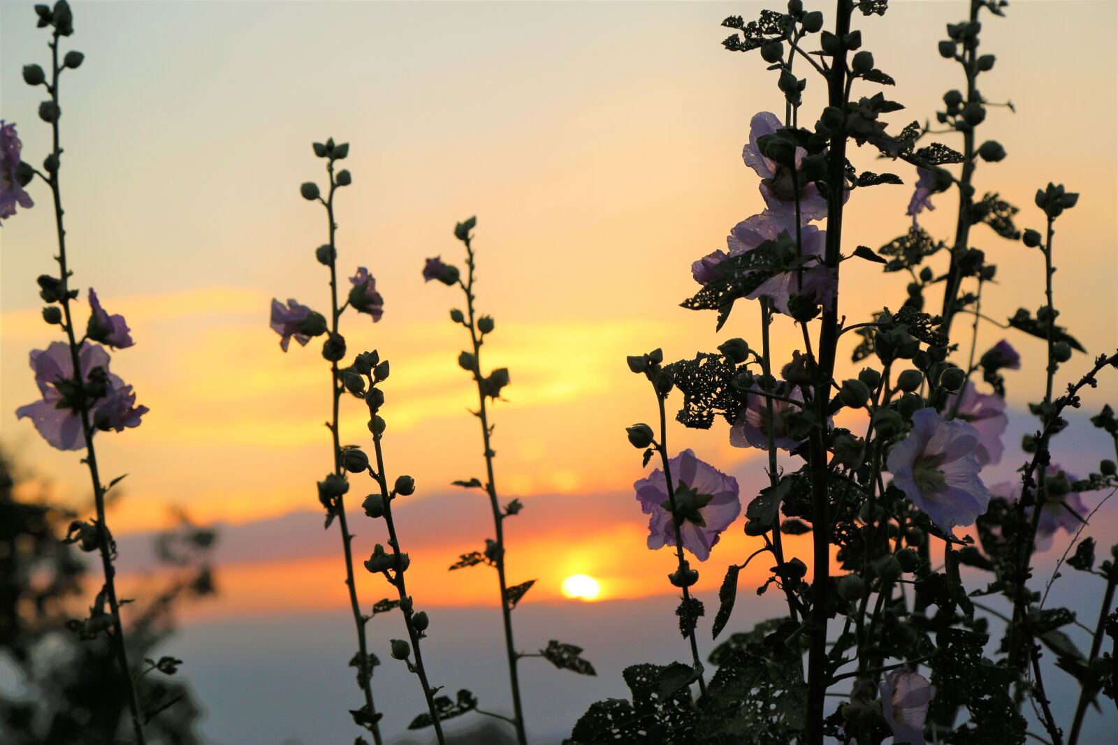 Canon EF 24-105mm F4L IS USM sample photo. Sunset, plant, flower photography