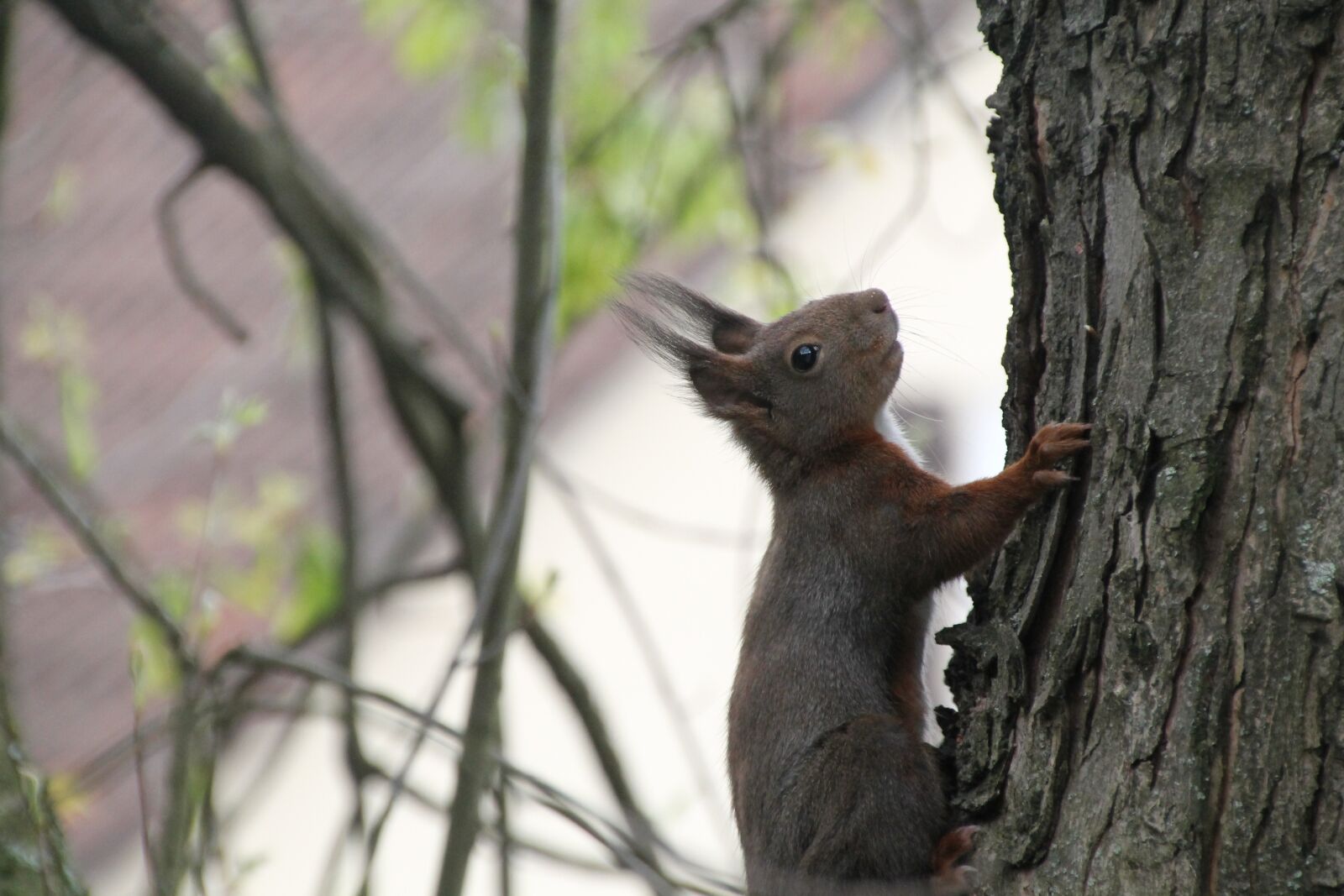Canon EOS 1100D (EOS Rebel T3 / EOS Kiss X50) sample photo. Squirrel, close up, tree photography