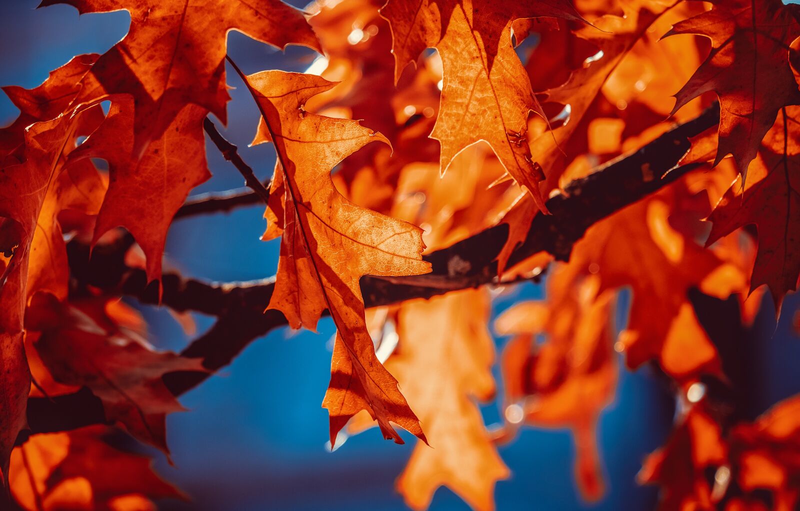 Fujifilm XF 55-200mm F3.5-4.8 R LM OIS sample photo. Autumn, fall leaves, leaves photography