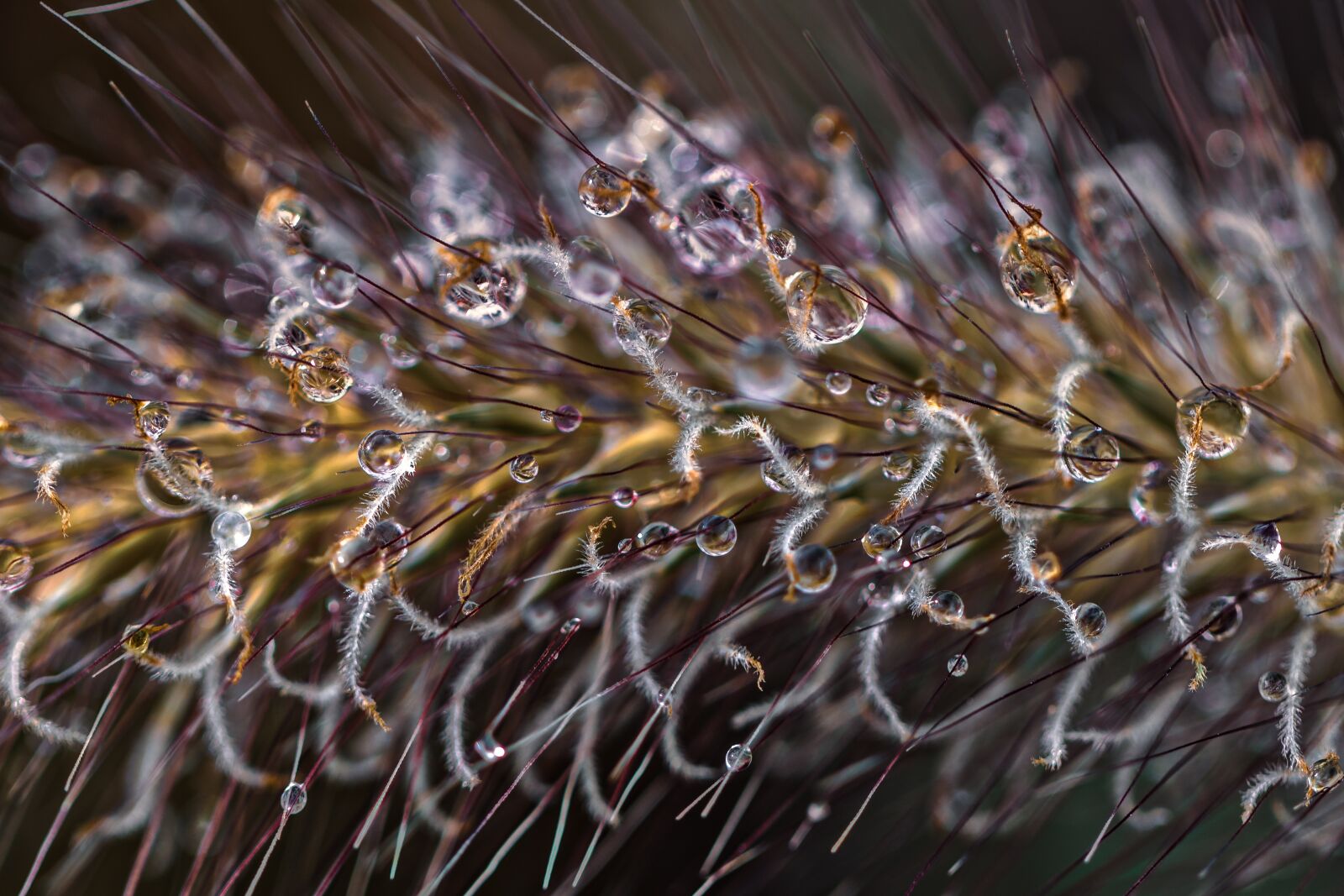 Canon EF 100mm F2.8L Macro IS USM sample photo. Flowers, drops of water photography
