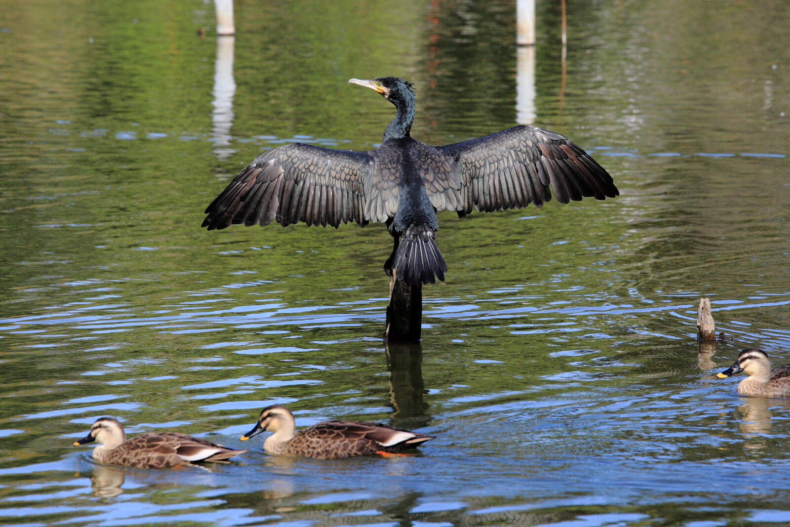 Canon EOS-1D Mark III sample photo. Bird, cormorant, duck, lake photography