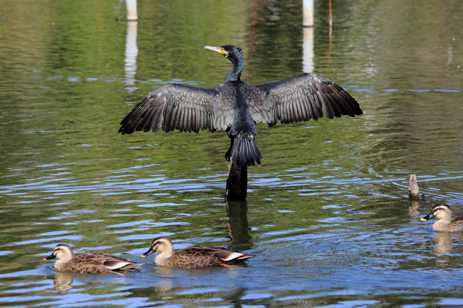 Canon EOS-1D Mark III + Canon EF 70-200mm F4L IS USM sample photo. Bird, cormorant, duck, lake photography