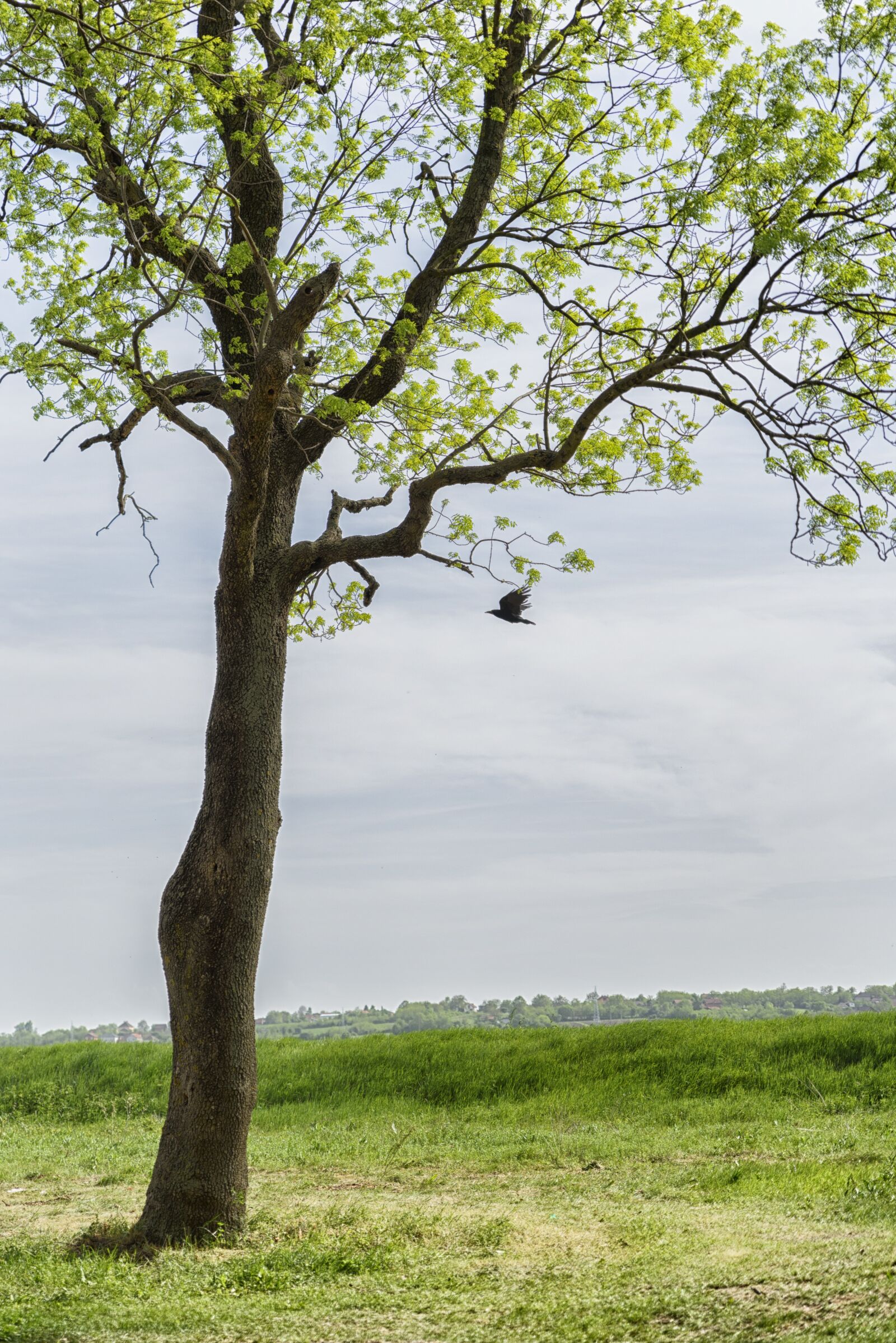 Nikon D750 sample photo. Tree, bird, fly photography