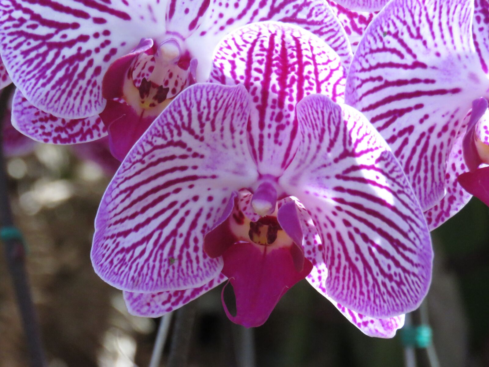 Canon PowerShot SX60 HS sample photo. Purple, flower, orchid photography