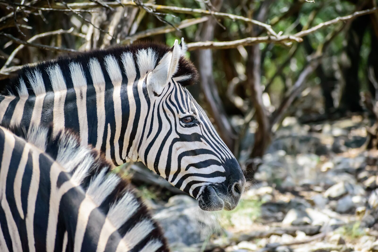 Nikon D3500 sample photo. Zebra, stripes, animal photography