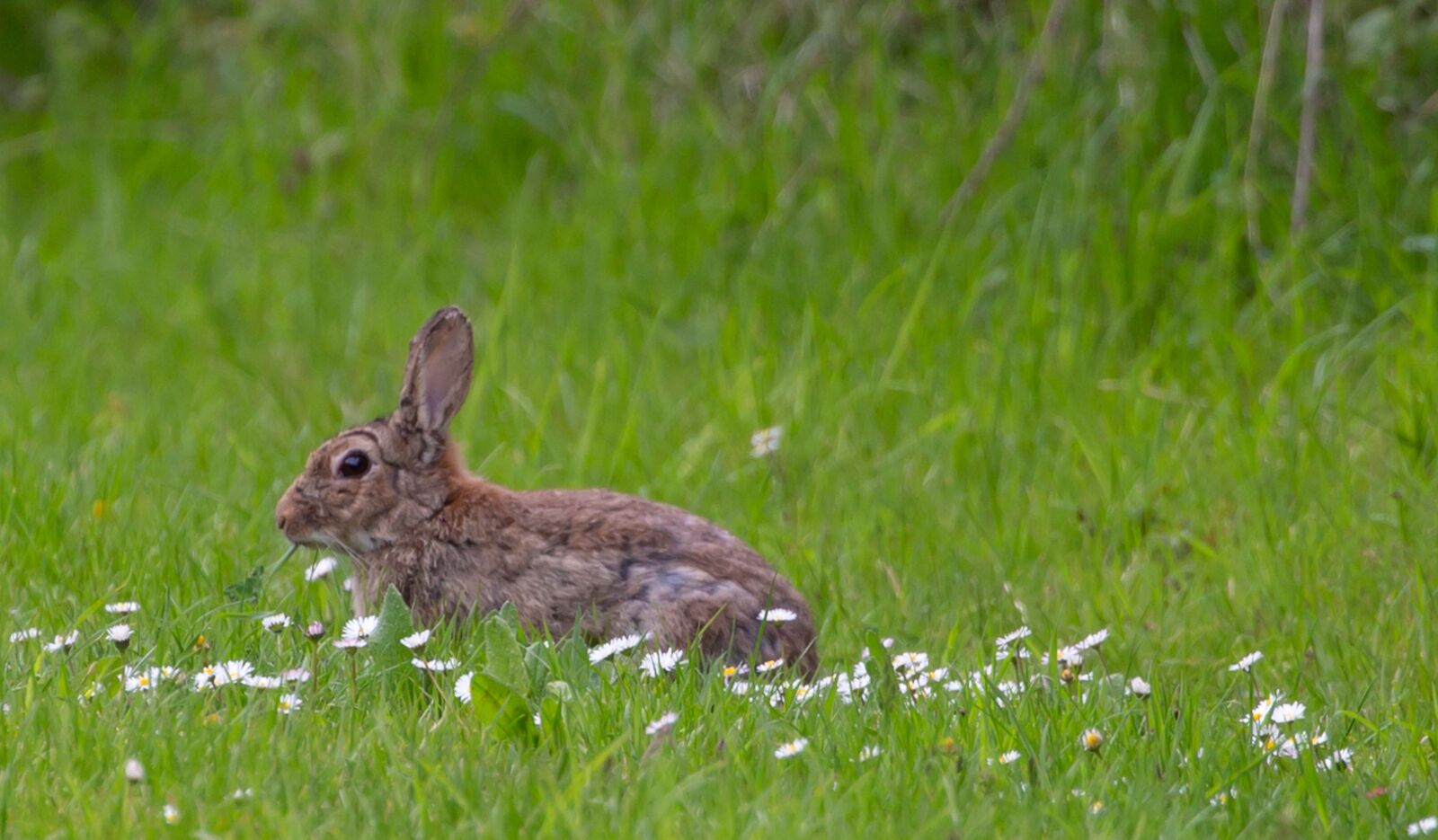Canon EOS 5D Mark III sample photo. Wild rabbit in daisy photography