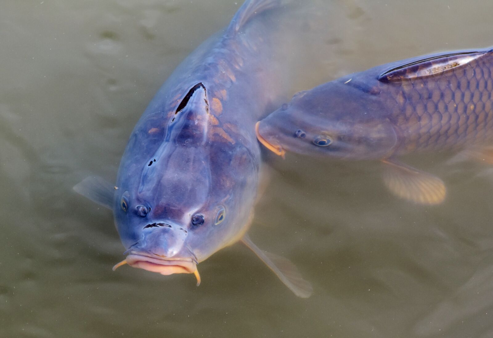 Nikon D7200 sample photo. Carp, fish, water surface photography