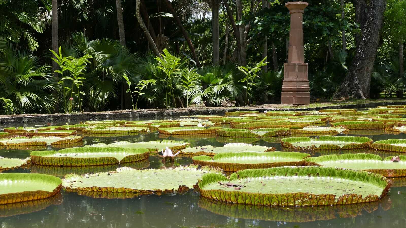 Panasonic Lumix DMC-FZ1000 sample photo. Pamplemousse garden, botanical garden photography