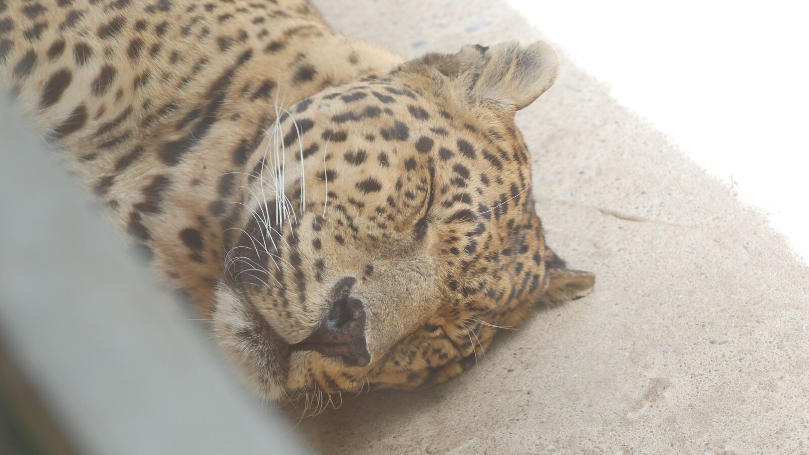Panasonic Lumix DMC-G7 sample photo. Leopard, animal, cat photography