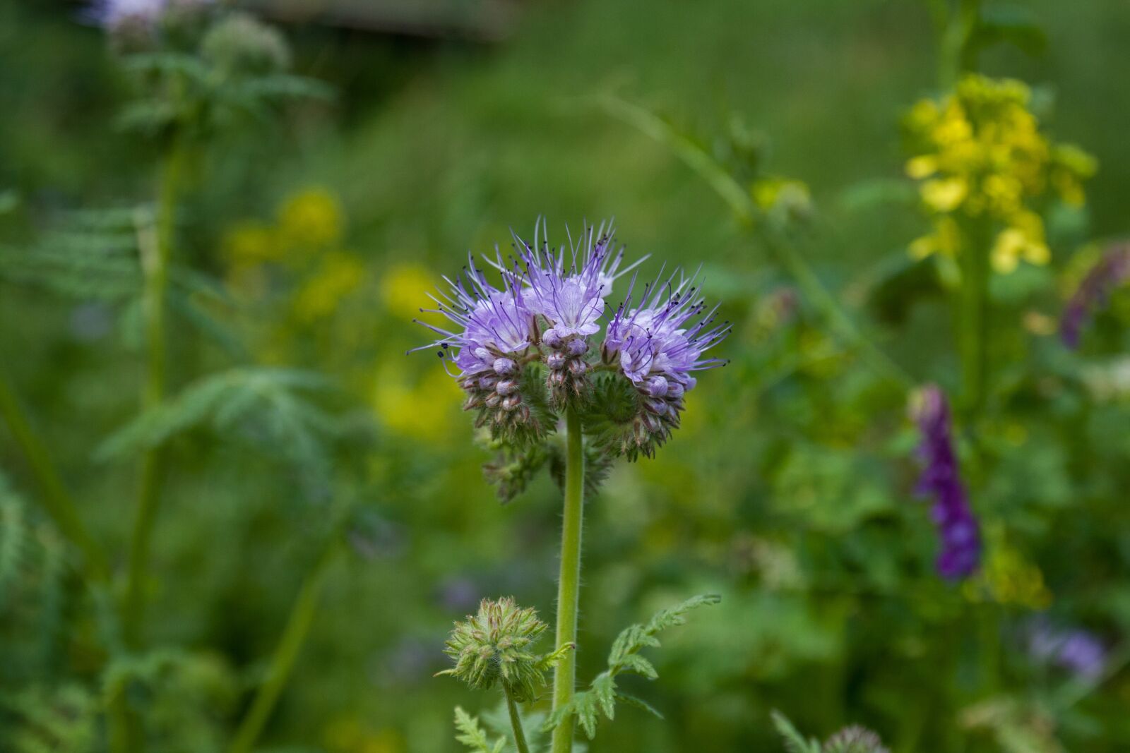Canon EOS 40D sample photo. Pointed flower, blue, summer photography