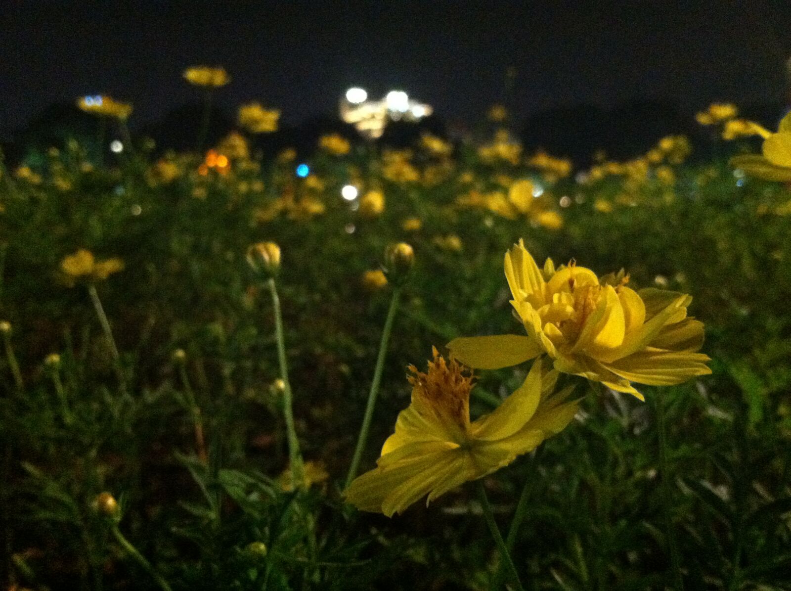 iPhone 4 back camera 3.85mm f/2.8 sample photo. Flower, flowers photography