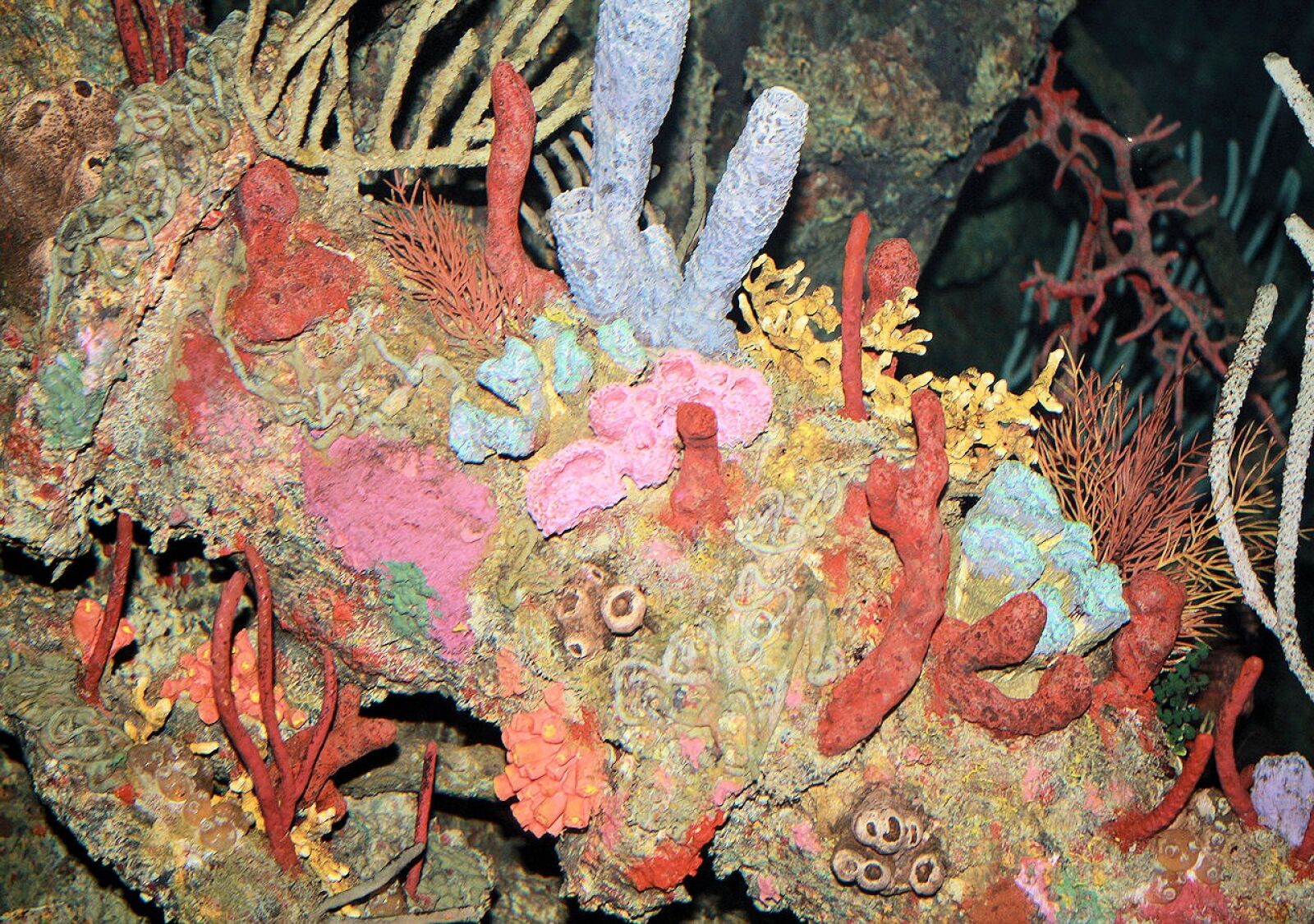 Canon EOS 1000D (EOS Digital Rebel XS / EOS Kiss F) sample photo. Corals, nature, still photography