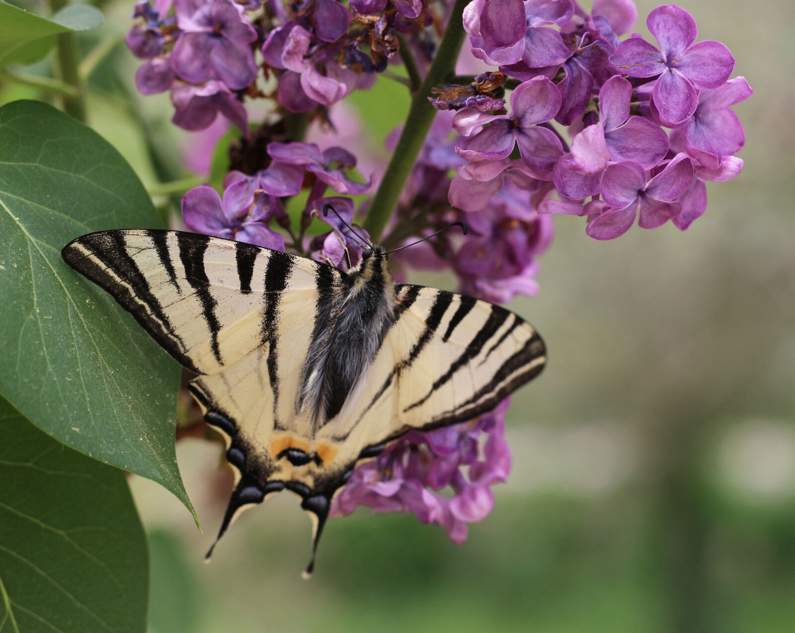 Canon EOS 700D (EOS Rebel T5i / EOS Kiss X7i) sample photo. Scarce swallowtail, swallowtail, butterfly photography