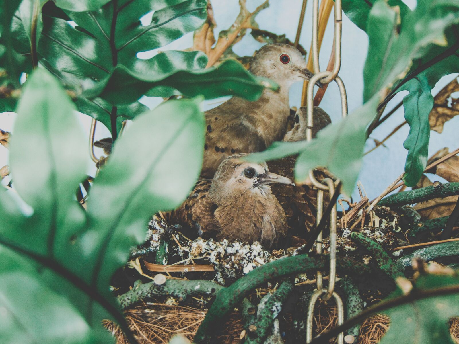 Sony Cyber-shot DSC-H300 sample photo. Birds, ruddy ground dove photography