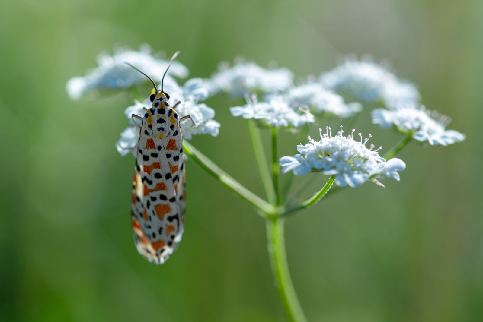 Nikon D800 sample photo. Moth, macro, insect photography