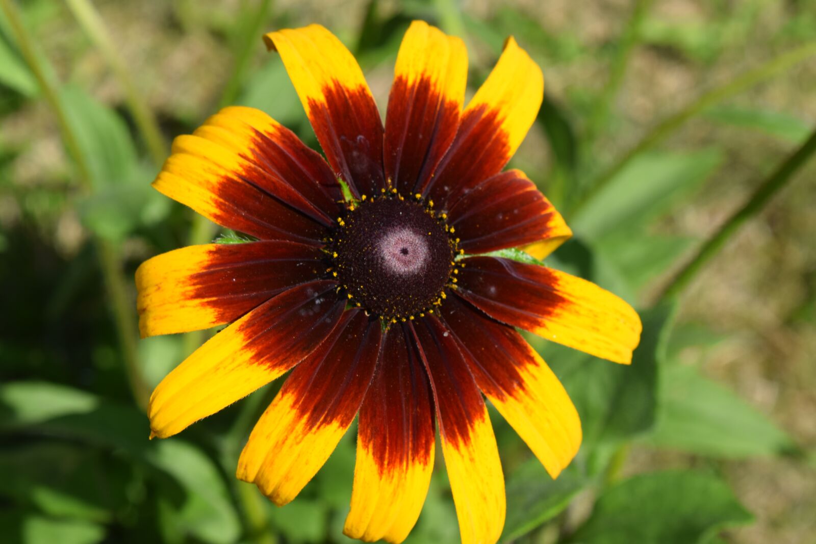 Nikon D3300 sample photo. Cool flower, macro flower photography