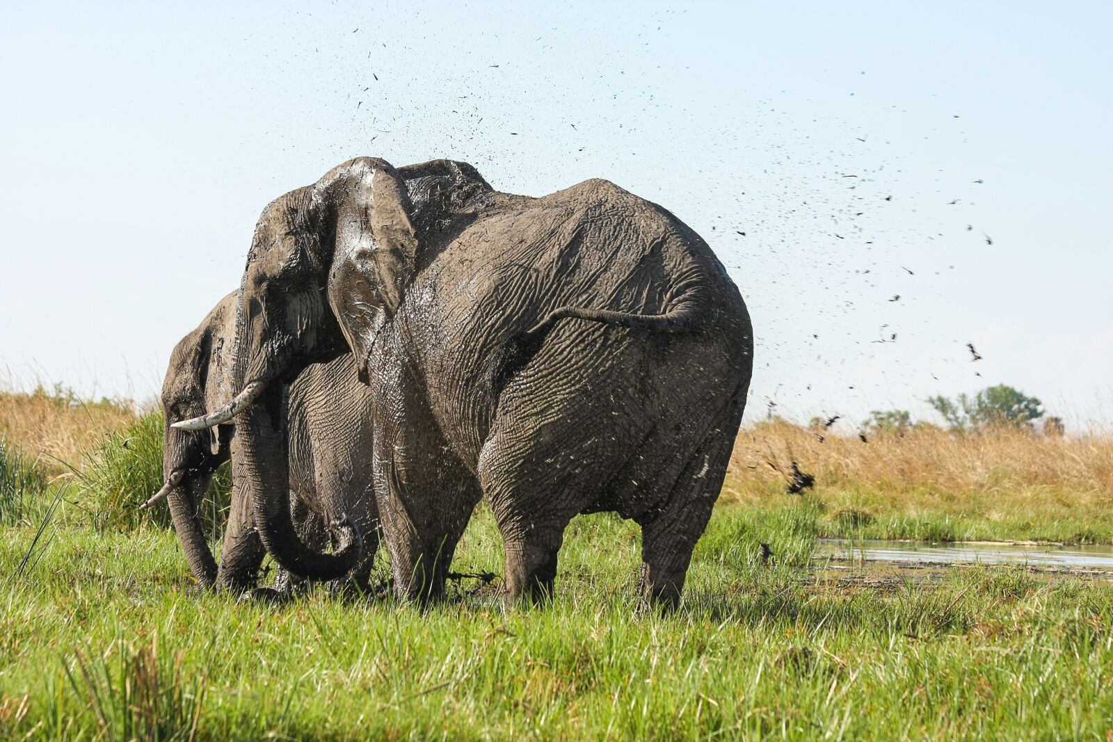 Canon EOS 40D sample photo. Elephant, africa, african bush photography