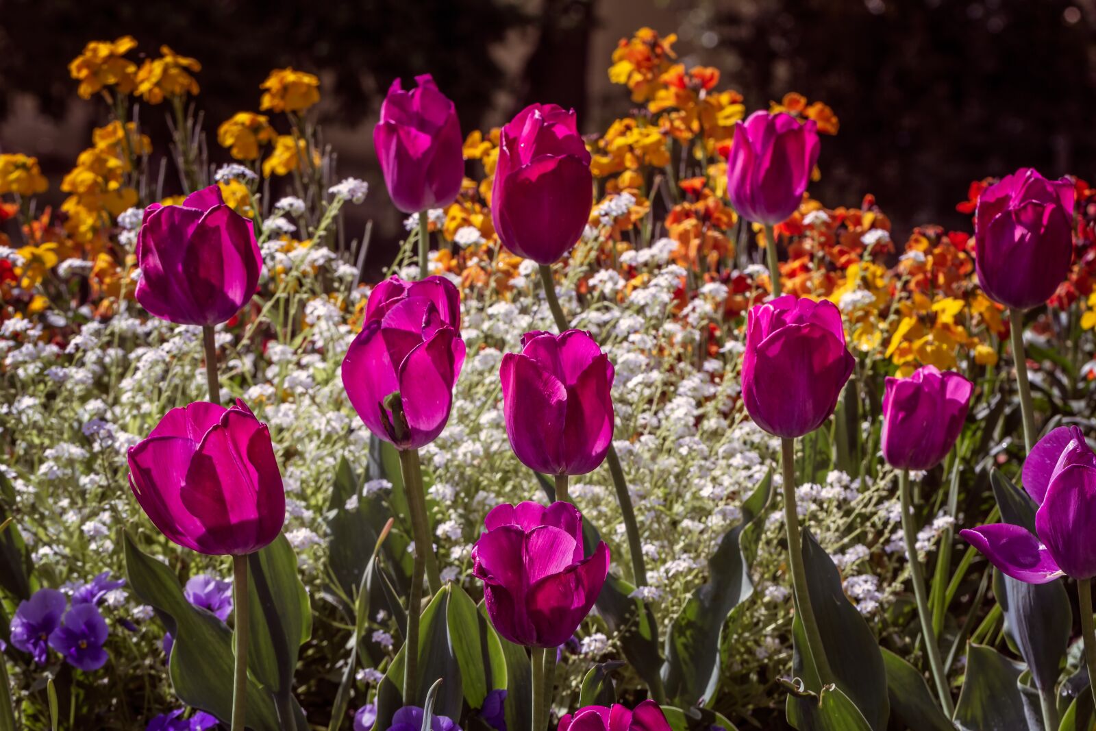 Canon EF 100mm F2.8L Macro IS USM sample photo. Flowers, tulips, nature photography