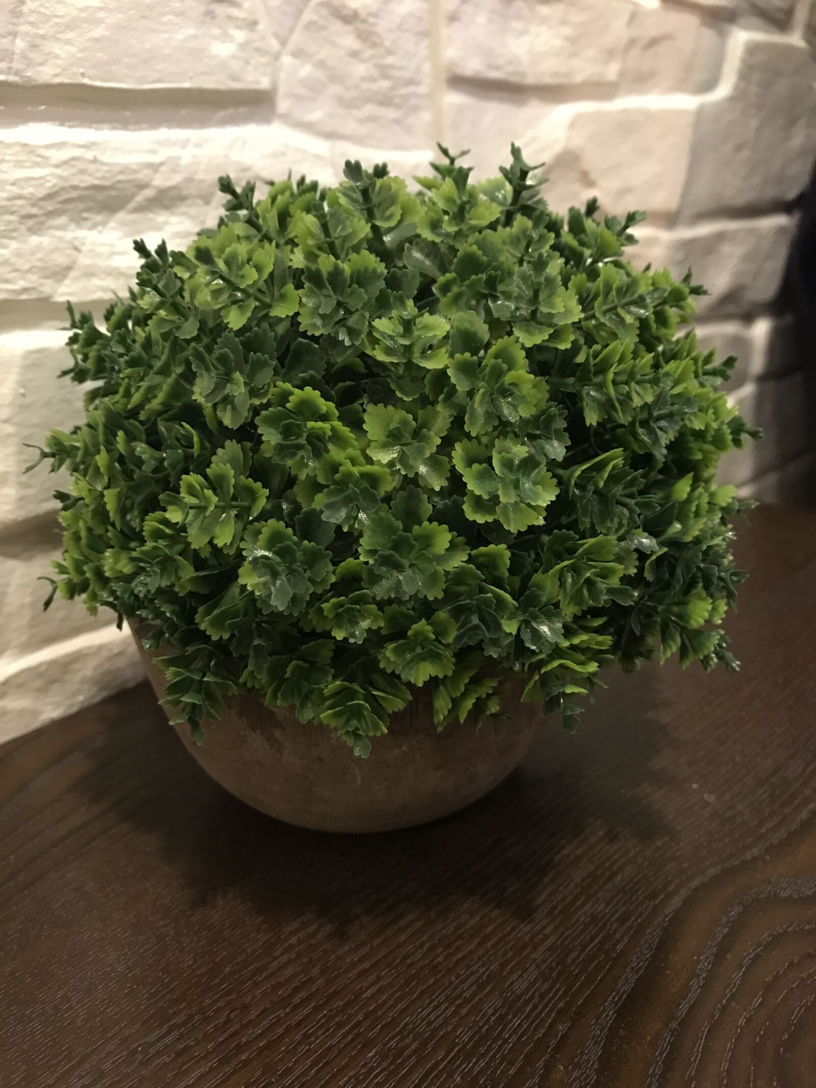 Apple iPhone 7 sample photo. Potted plants, plant, decoration photography