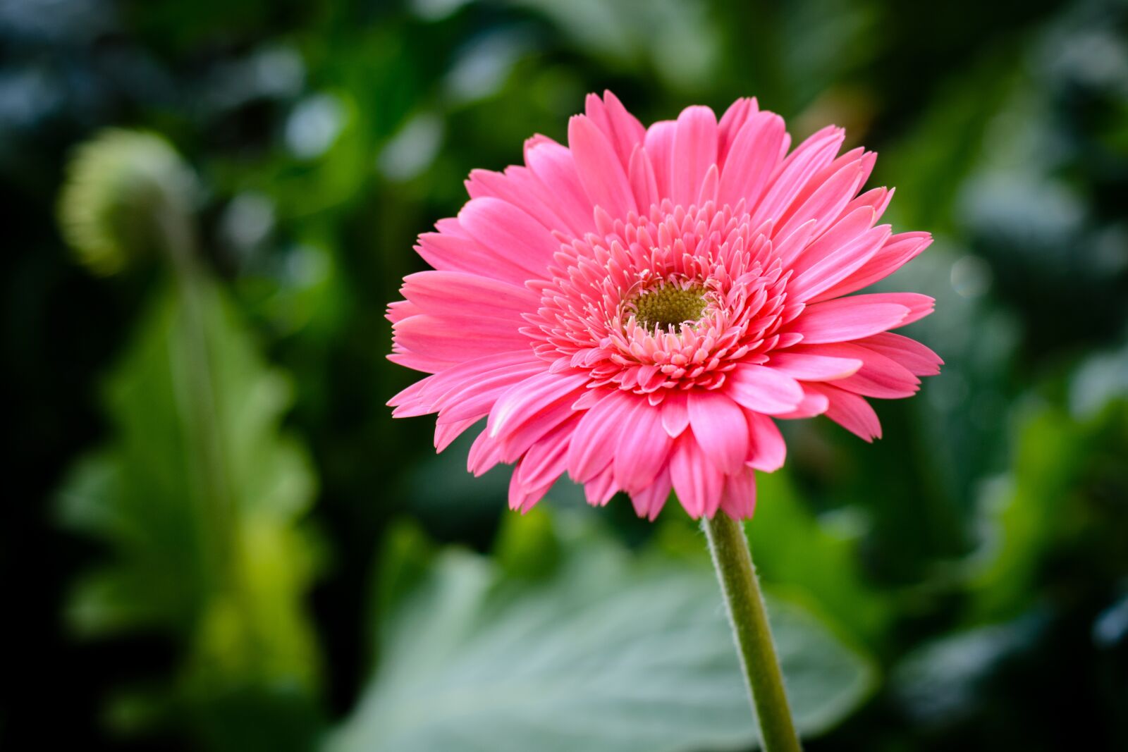 Nikon D7100 sample photo. Flower, pink, nature photography