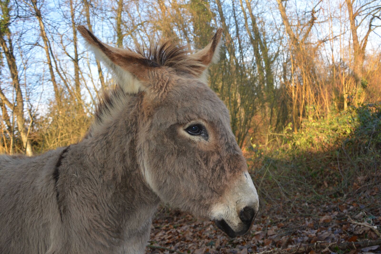 Nikon D5200 sample photo. Donkey, ass saint andr photography