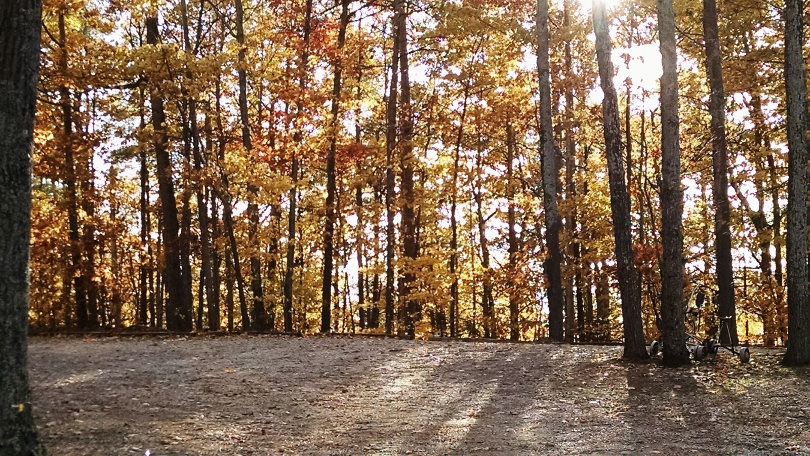 Motorola XT1080 sample photo. Yellow, trees, autumn photography