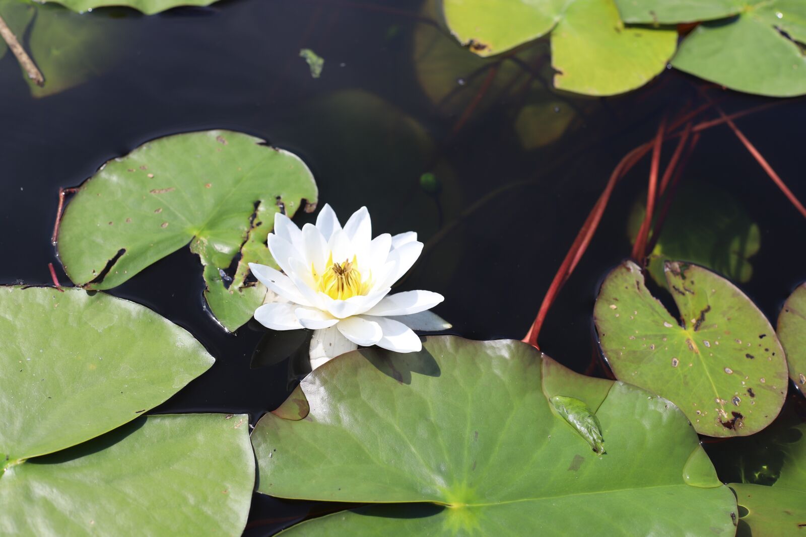 Canon EF 50mm F1.4 USM sample photo. Water lily, lily, flower photography