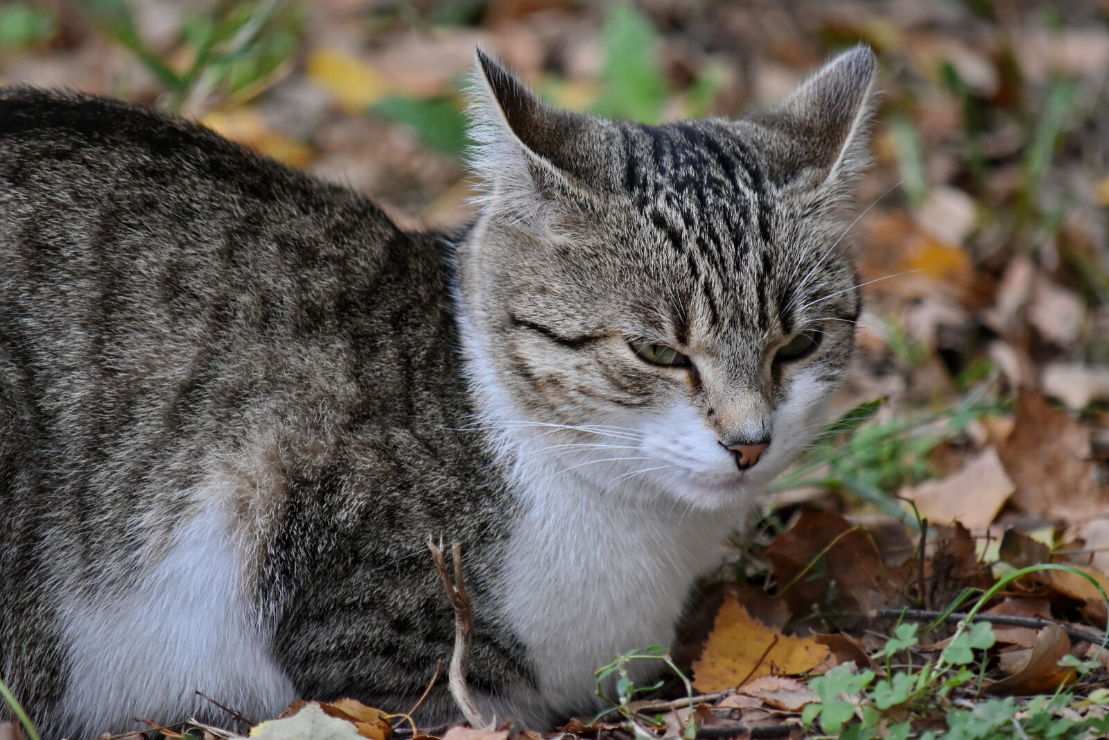 Nikon D5500 sample photo. Nature, cute, eye, cat photography