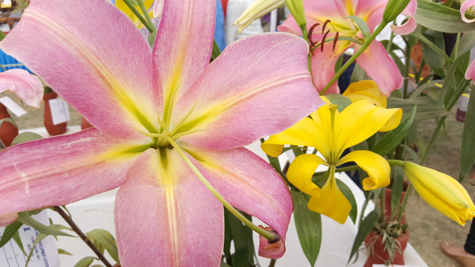Samsung GALAXY S6 edge sample photo. Beautiful, bloom, blossom, botany photography