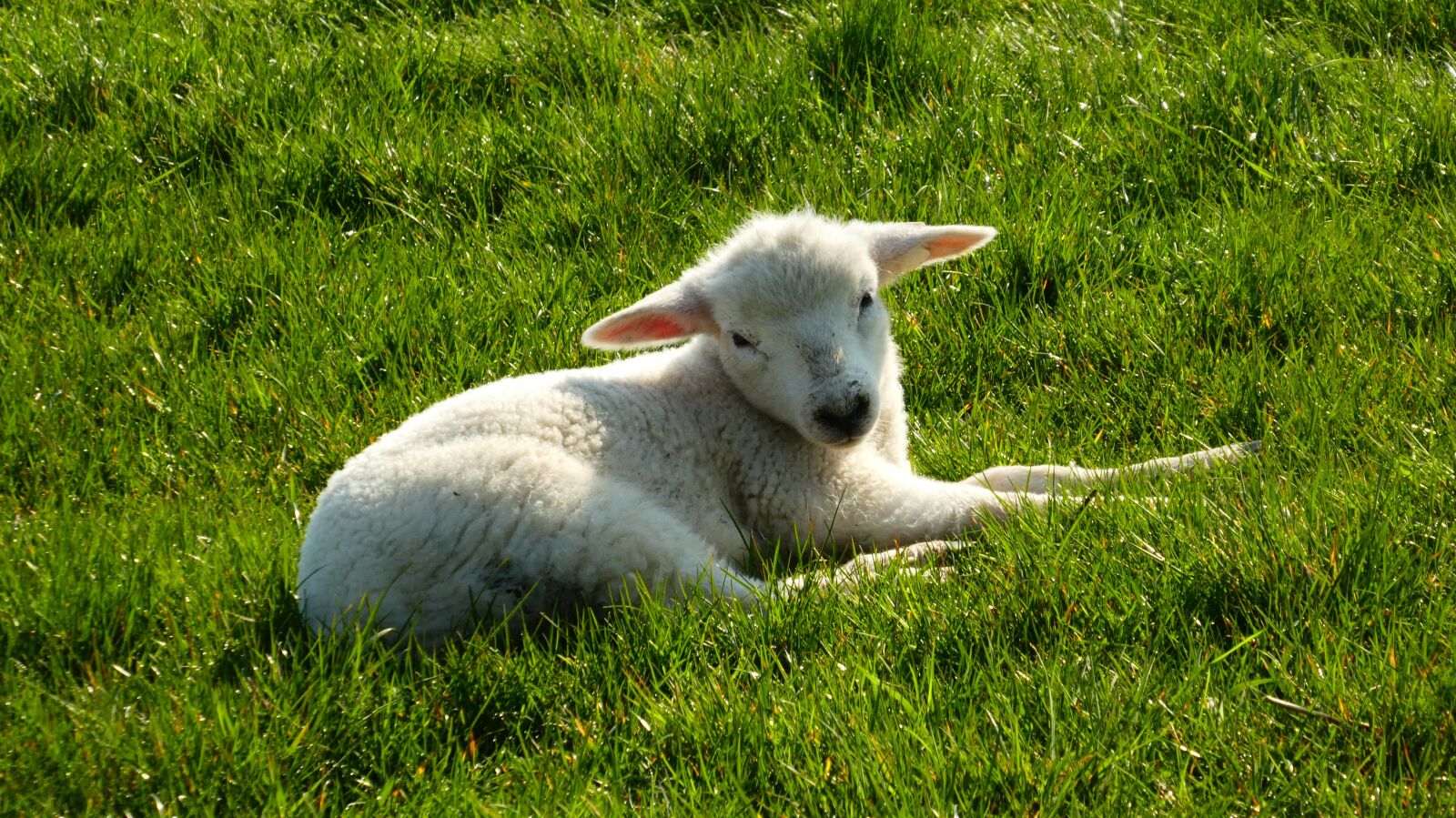 Panasonic DMC-TZ81 sample photo. Lamb, sheep, easter photography