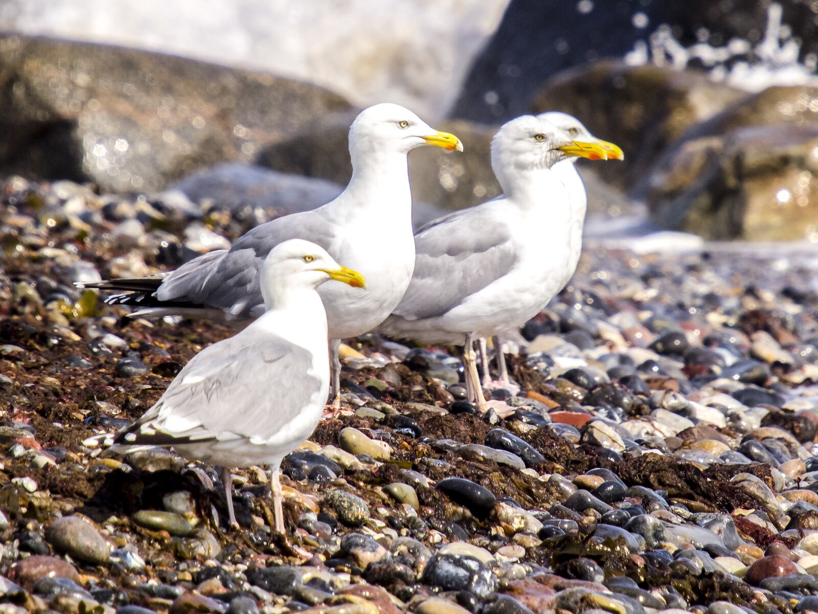 Olympus E-5 sample photo. Herring gull, seagull, bird photography