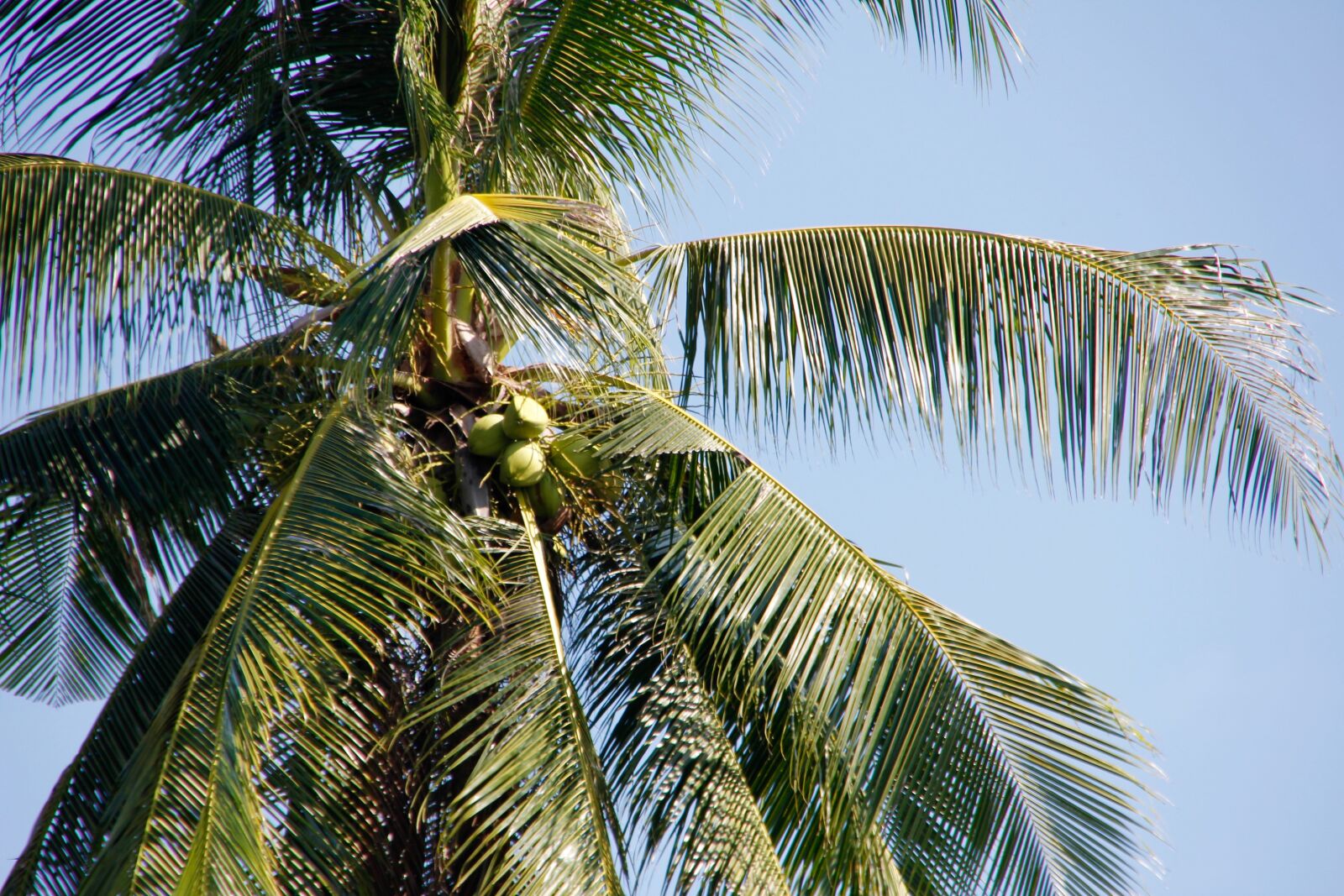 Canon EOS 60D sample photo. Thailand, palm, sky photography