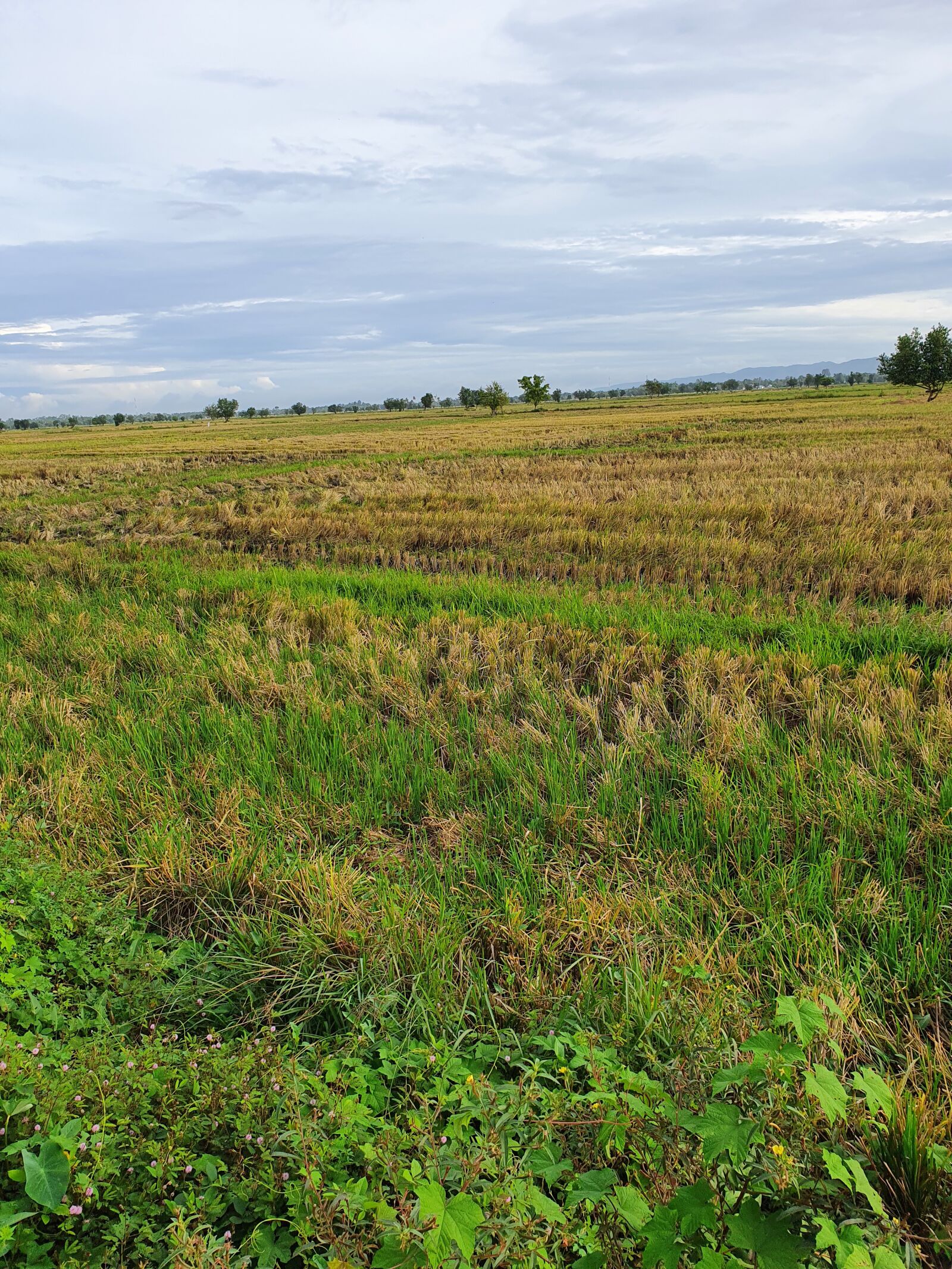 Samsung SM-G975F sample photo. Nature, cloud, mountain grass photography