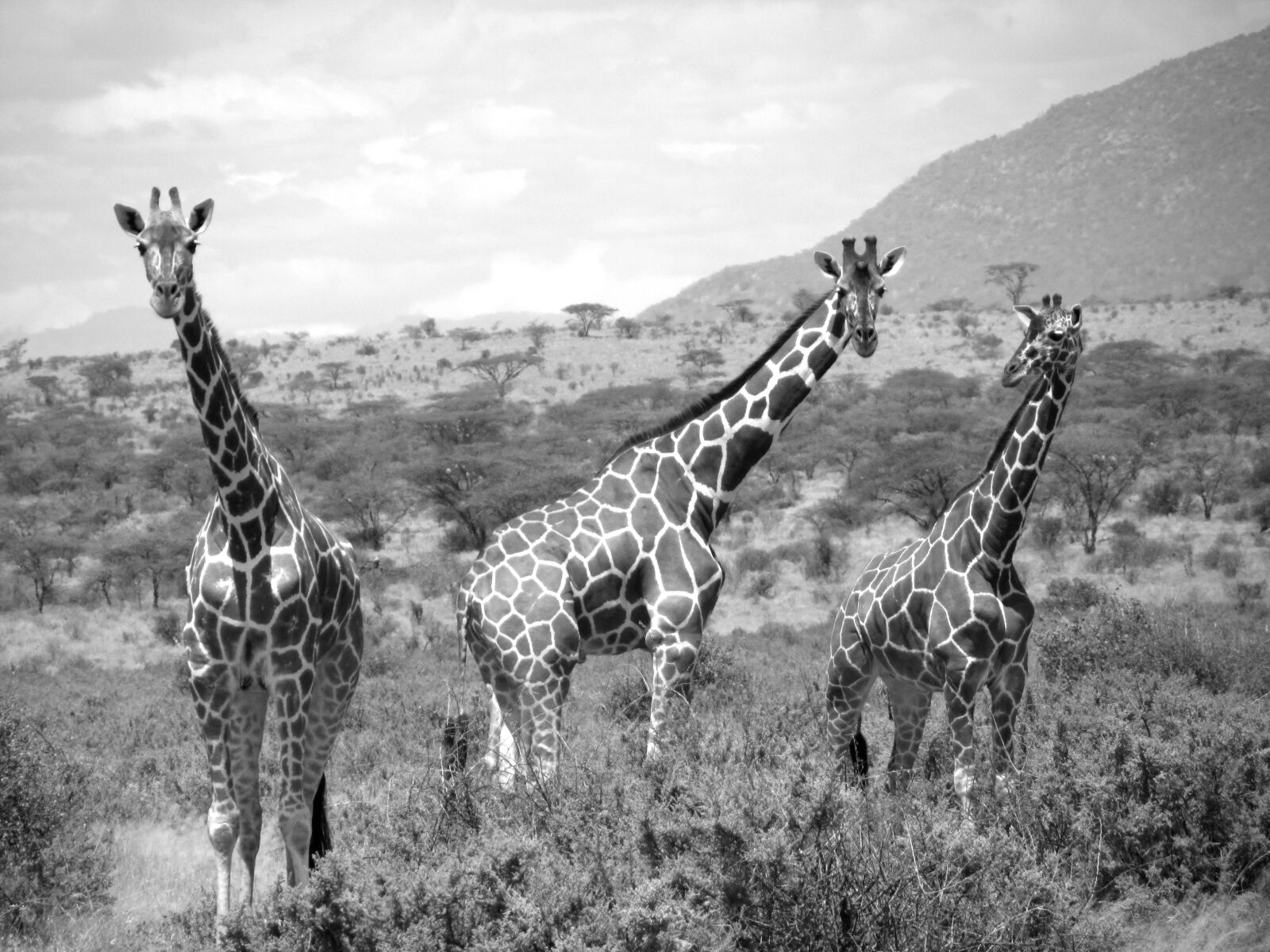 Canon PowerShot SX210 IS sample photo. B, w, girrafe, safari photography