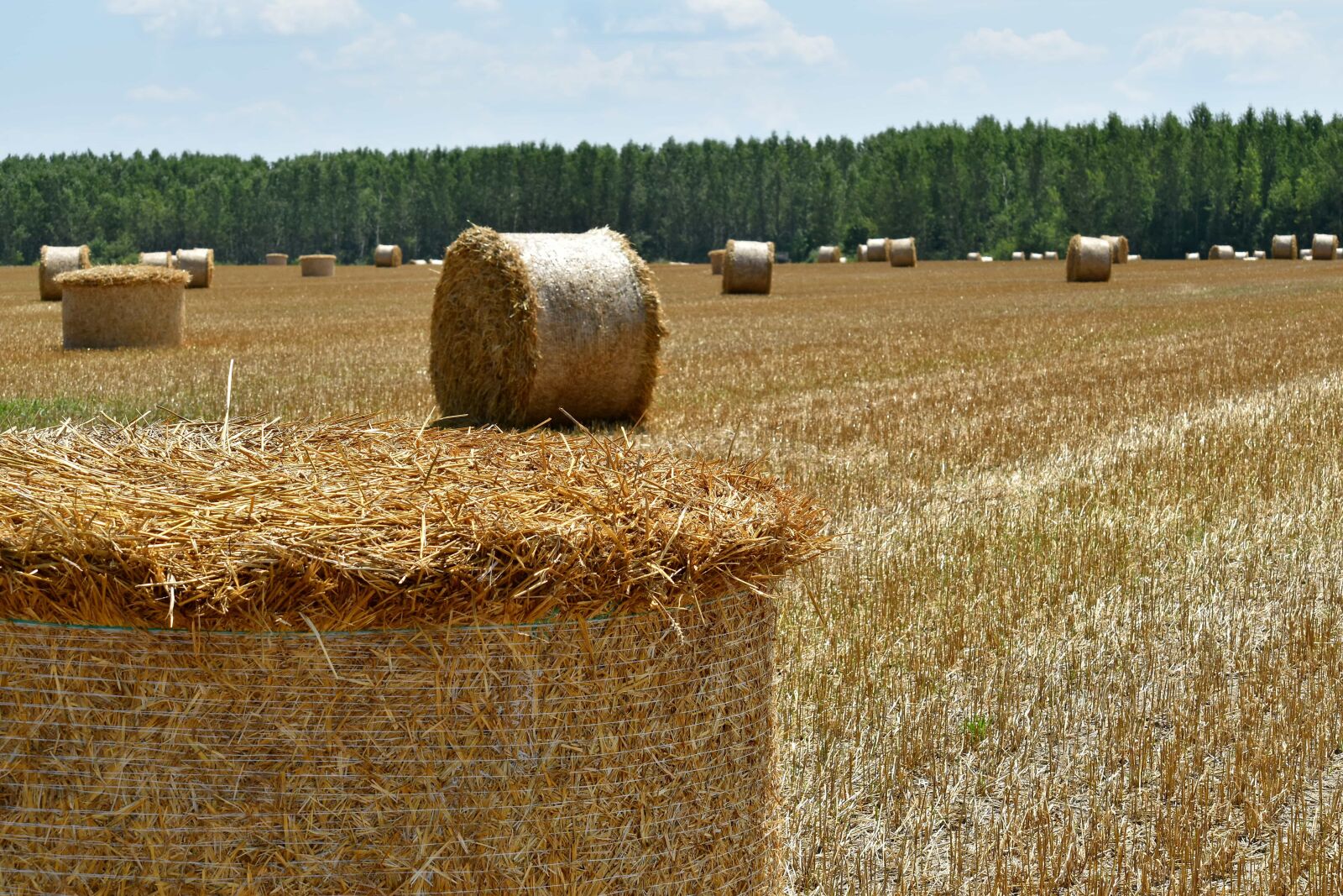 Nikon D5500 sample photo. Farmland, hay, hay field photography