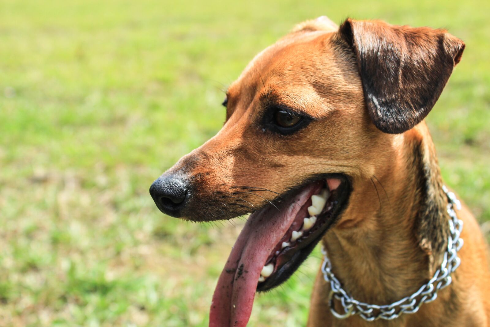 Canon EOS 1200D (EOS Rebel T5 / EOS Kiss X70 / EOS Hi) sample photo. Pet, dog, animal photography