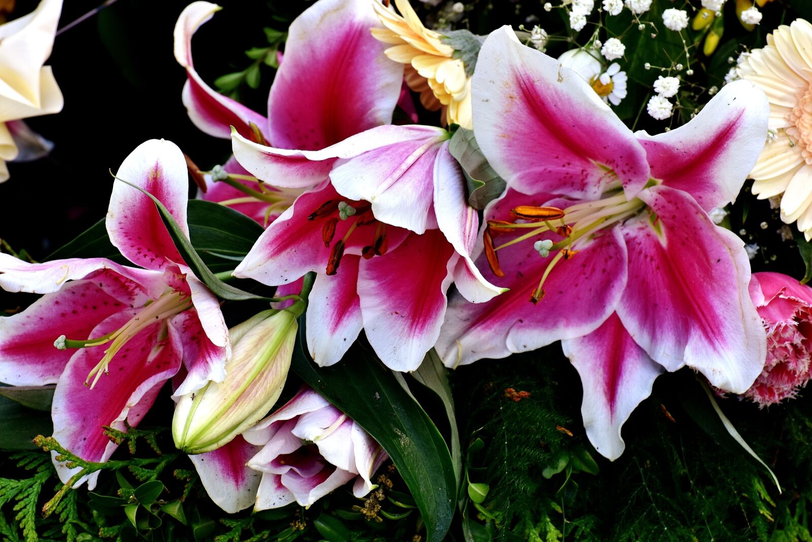 Nikon D7200 sample photo. Orchids, flowers, nature photography