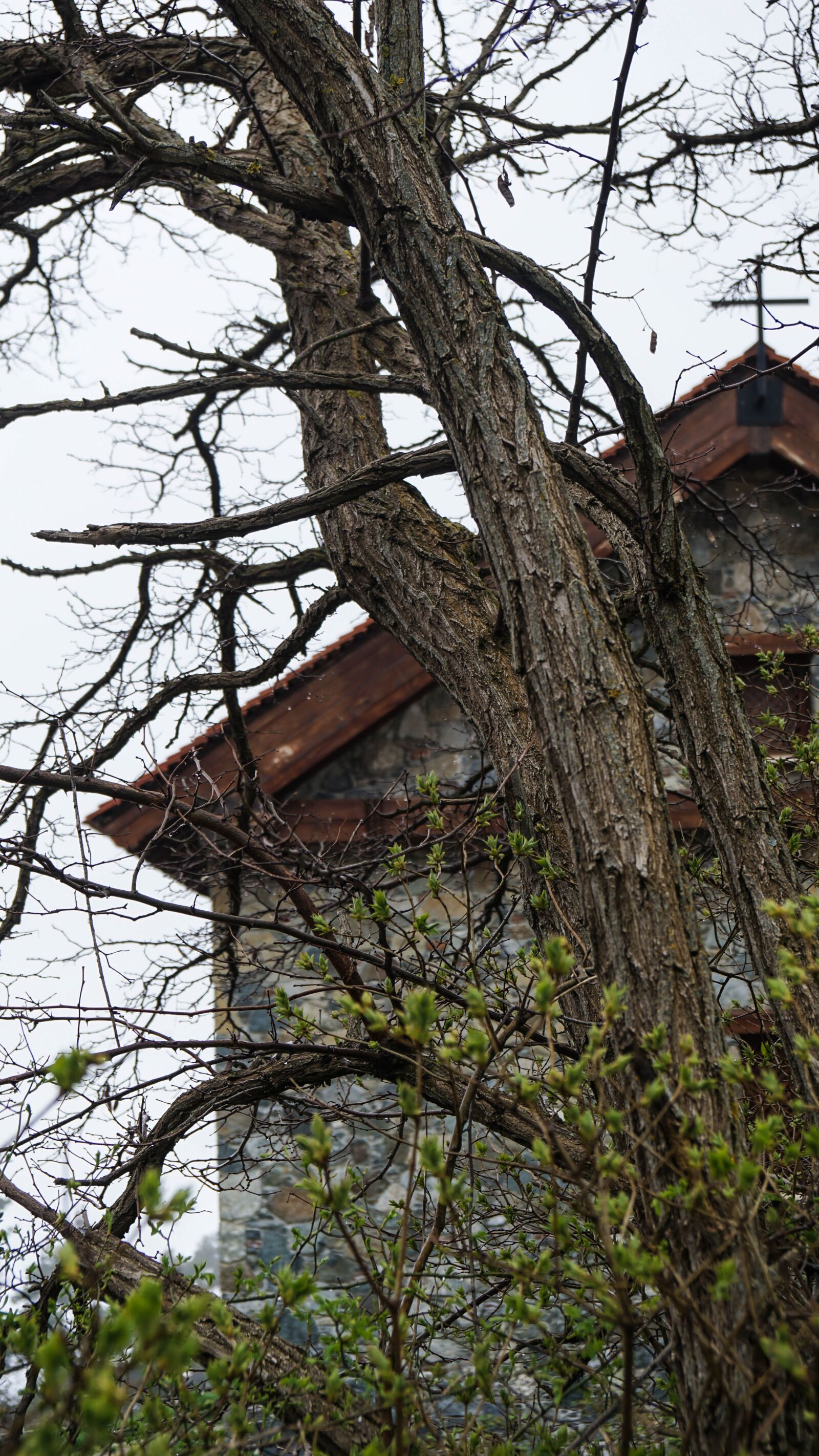 Sony a6000 + Sony Vario-Tessar T* E 16-70mm F4 ZA OSS sample photo. Tree, cyprus, building photography