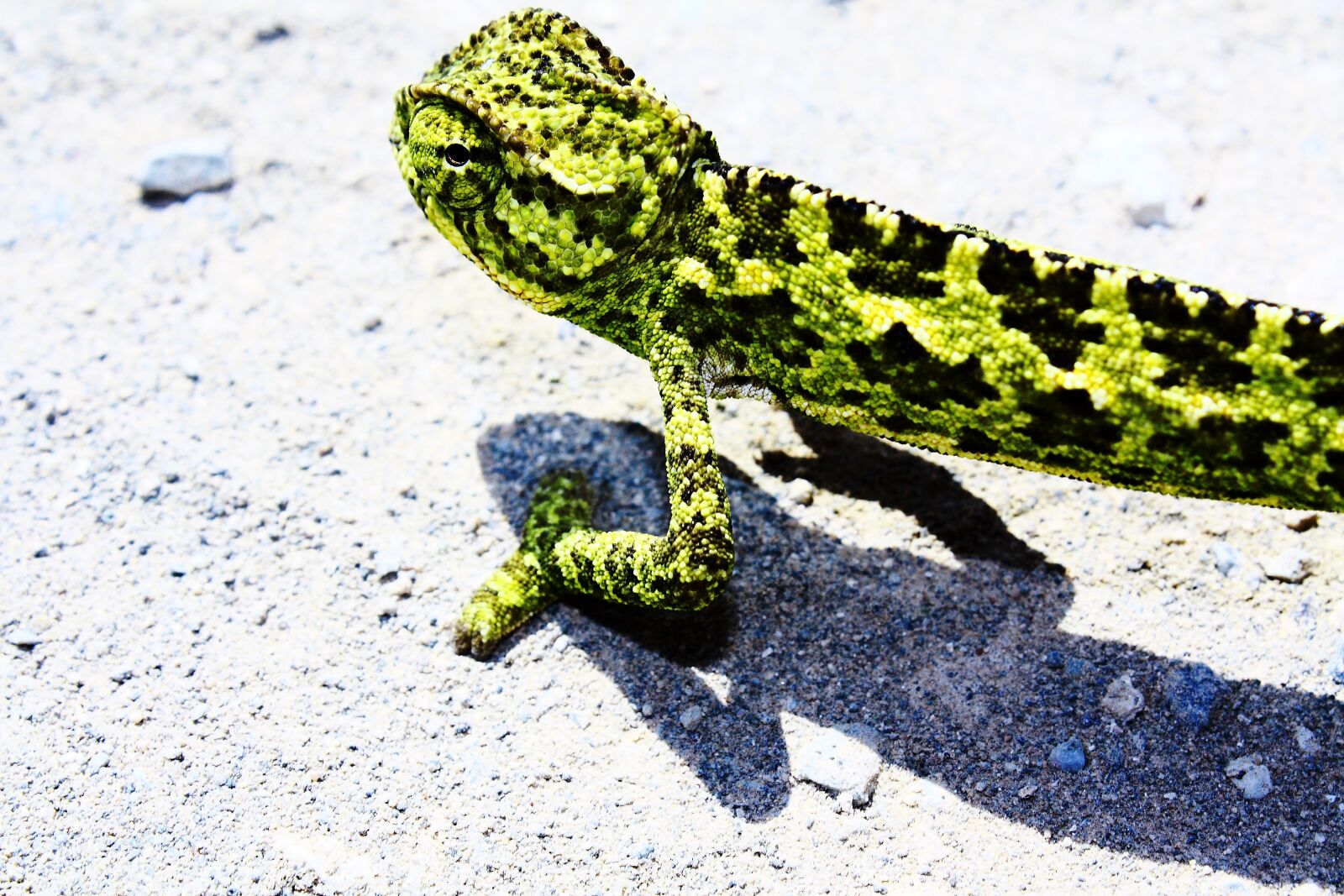 Canon EOS 450D (EOS Rebel XSi / EOS Kiss X2) sample photo. Lizard, green, chamaeleo chamaeleon photography