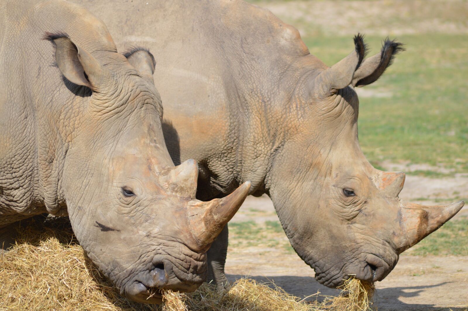 Nikon D3200 sample photo. Animal, fauna, mammal photography