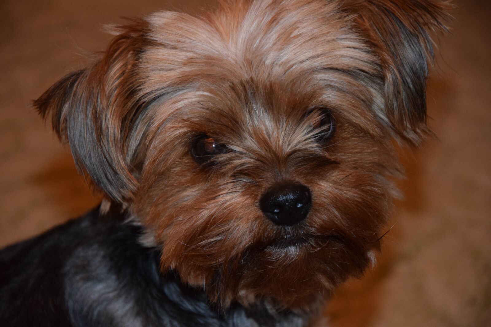 Nikon D3300 sample photo. Dog, yorkshire terier, pet photography